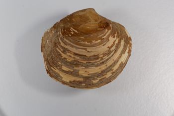 Media type: image; Malacology 119129